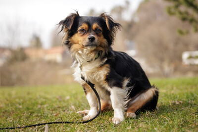 Lillie Lou, Mix - Hündin