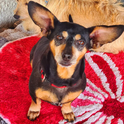 Lillifee, Dackel-Mix - Hündin