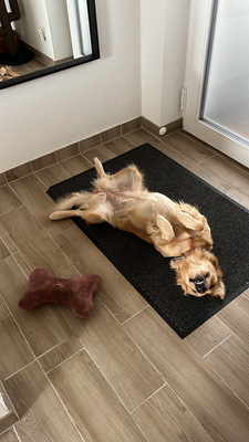 Lillith, Golden Retriever - Hündin