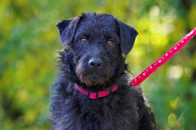 Lilly, Mischling Welpen - Hündin