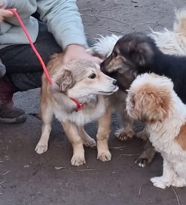 Lilly, Mix - Hündin