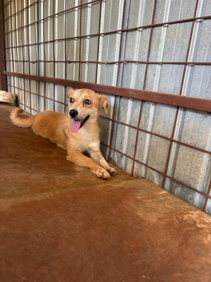 Lilly, die kleine Seele, die im Shelter viel zu leicht übersehen wird