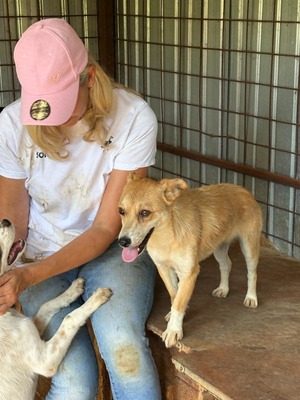 Lilly, die kleine Seele, die im Shelter viel zu leicht übersehen wird, Mischling - Hündin