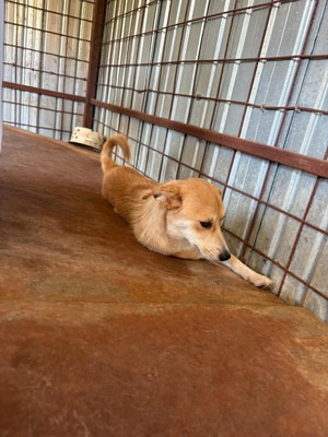 Lilly, die kleine Seele, die im Shelter viel zu leicht übersehen wird, Mischling - Hündin