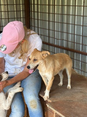 Lilly, die kleine Seele, die im Shelter viel zu leicht übersehen wird, Mischling - Hündin