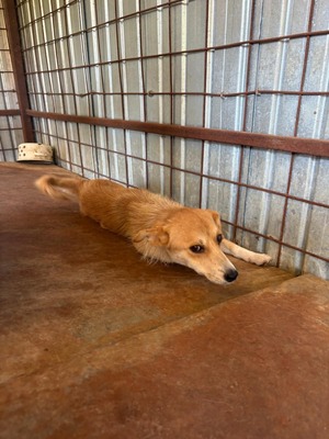 Lilly, die kleine Seele, die im Shelter viel zu leicht übersehen wird, Mischling - Hündin