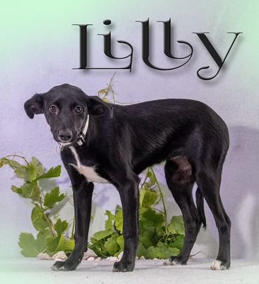 Lilly - ein liebes Hundemädchen, Mischling - Hündin