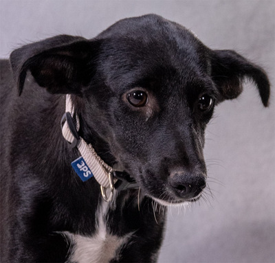 Lilly - ein liebes Hundemädchen, Mischling - Hündin