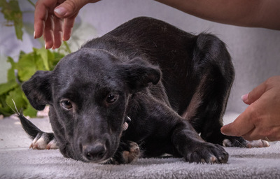 Lilly - ein liebes Hundemädchen, Mischling - Hündin