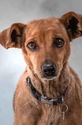 Lilly - ein liebes Hundemädchen, Mischling - Hündin