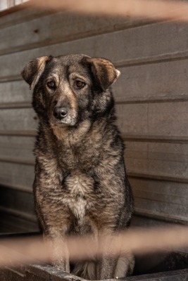 Lilly eine ruhige Gefährtin sucht warmes Körbchen, Mischling - Hündin