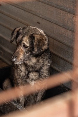 Lilly eine ruhige Gefährtin sucht warmes Körbchen, Mischling - Hündin