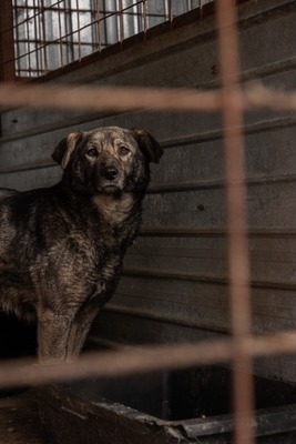 Lilly eine ruhige Gefährtin sucht warmes Körbchen, Mischling - Hündin