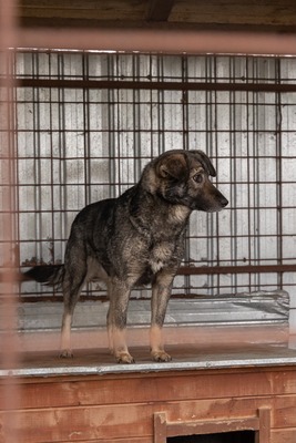 Lilly eine ruhige Gefährtin sucht warmes Körbchen, Mischling - Hündin