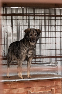 Lilly eine ruhige Gefährtin sucht warmes Körbchen, Mischling - Hündin