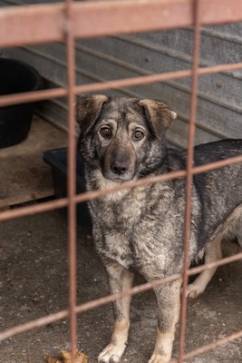 Lilly eine ruhige Gefährtin sucht warmes Körbchen, Mischling - Hündin
