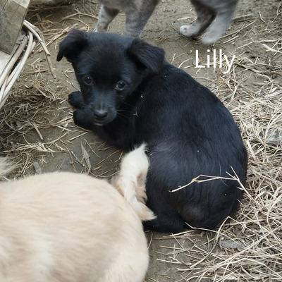 Lilly, geb. 11/23 kleine Maus sucht liebevolle Familie, Mischling Welpen - Hündin 1