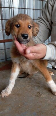 🌷 Lilly – kleine Abenteurerin mit weißen Söckchen und großem Mut 🐶✨