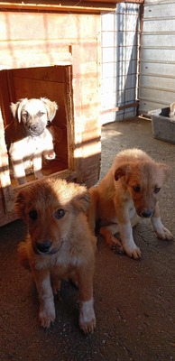 🌷 Lilly – kleine Abenteurerin mit weißen Söckchen und großem Mut 🐶✨, Mischling - Hündin