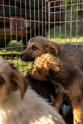 🌷 Lilly – kleine Abenteurerin mit weißen Söckchen und großem Mut 🐶✨, Mischling - Hündin