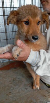 🌷 Lilly – kleine Abenteurerin mit weißen Söckchen und großem Mut 🐶✨, Mischling - Hündin