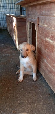 🌷 Lilly – kleine Abenteurerin mit weißen Söckchen und großem Mut 🐶✨, Mischling - Hündin