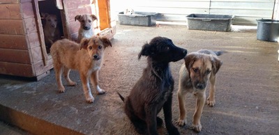 🌷 Lilly – kleine Abenteurerin mit weißen Söckchen und großem Mut 🐶✨, Mischling - Hündin