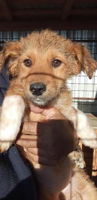 🌷 Lilly – kleine Abenteurerin mit weißen Söckchen und großem Mut 🐶✨, Mischling - Hündin