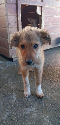 🌷 Lilly – kleine Abenteurerin mit weißen Söckchen und großem Mut 🐶✨, Mischling - Hündin