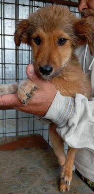 🌷 Lilly – kleine Abenteurerin mit weißen Söckchen und großem Mut 🐶✨, Mischling - Hündin