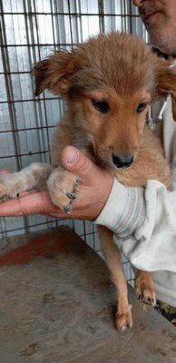 🌷 Lilly – kleine Abenteurerin mit weißen Söckchen und großem Mut 🐶✨, Mischling - Hündin