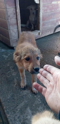 🌷 Lilly – kleine Abenteurerin mit weißen Söckchen und großem Mut 🐶✨, Mischling - Hündin