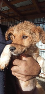 🌷 Lilly – kleine Abenteurerin mit weißen Söckchen und großem Mut 🐶✨, Mischling - Hündin