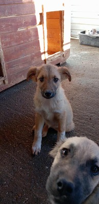 🌷 Lilly – kleine Abenteurerin mit weißen Söckchen und großem Mut 🐶✨, Mischling - Hündin