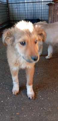 🌷 Lilly – kleine Abenteurerin mit weißen Söckchen und großem Mut 🐶✨, Mischling - Hündin