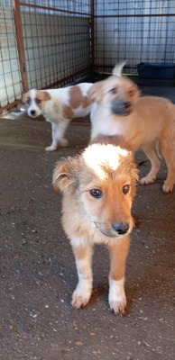 🌷 Lilly – kleine Abenteurerin mit weißen Söckchen und großem Mut 🐶✨, Mischling - Hündin