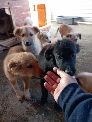 🌷 Lilly – kleine Abenteurerin mit weißen Söckchen und großem Mut 🐶✨, Mischling - Hündin