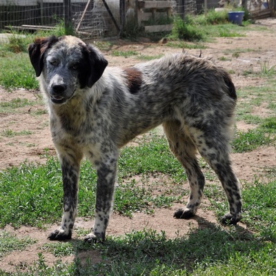 Lilly - noch ein wenig schüchtern, Hirtenhund-/Jagdhund-Mischling - Hündin