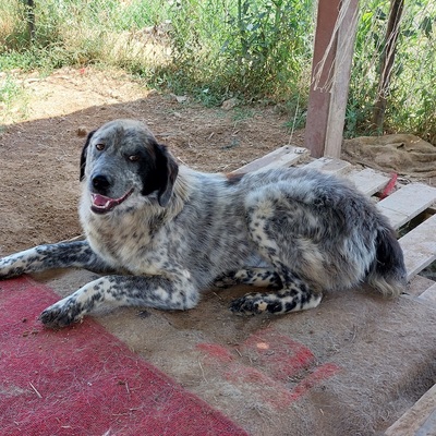 Lilly - noch ein wenig schüchtern, Hirtenhund-/Jagdhund-Mischling - Hündin