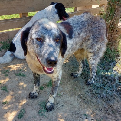 Lilly - noch ein wenig schüchtern, Hirtenhund-/Jagdhund-Mischling - Hündin