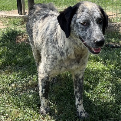 Lilly - noch ein wenig schüchtern, Hirtenhund-/Jagdhund-Mischling - Hündin