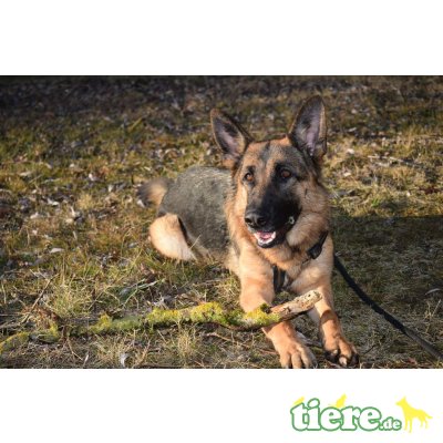 Lilly sucht Platz ohne Kinder, Deutscher Schäferhund - Hündin