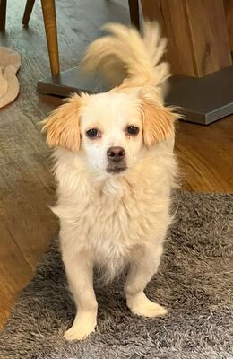 Lillyfee, Mix - Hündin