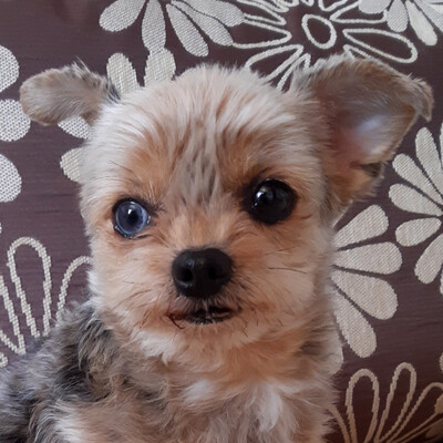 Lillylein, Mini Yorkshire-Terrier - Hündin