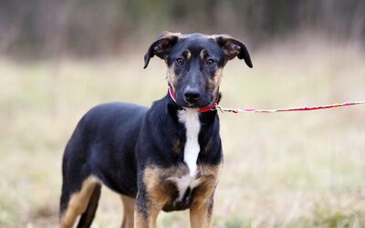 Lilo, Mischling - Hündin