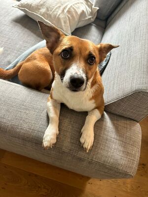 Lilo, Mischling - Hündin