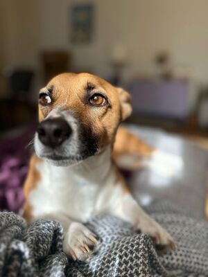 Lilo, Mischling - Hündin