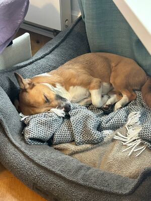 Lilo, Mischling - Hündin