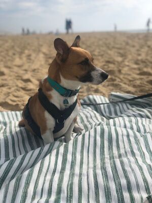 Lilo, Mischling - Hündin