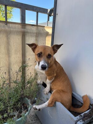 Lilo, Mischling - Hündin